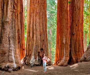 San Francisco: Dagsutflykt till Yosemite med vandring i Giant Sequoias