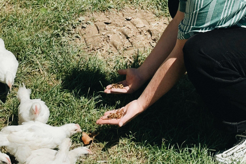 Bordeaux: Winery Tour and Garden Picnic