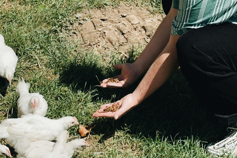 Bordeaux: Winery Tour and Garden Picnic