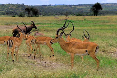 Entdecke Akagera: 1-tägige Big Five Safari & Bootsfahrt