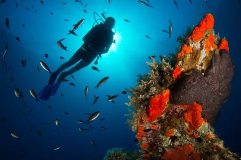 Scuba diving for beginners in crystal clear sea of Halkidiki