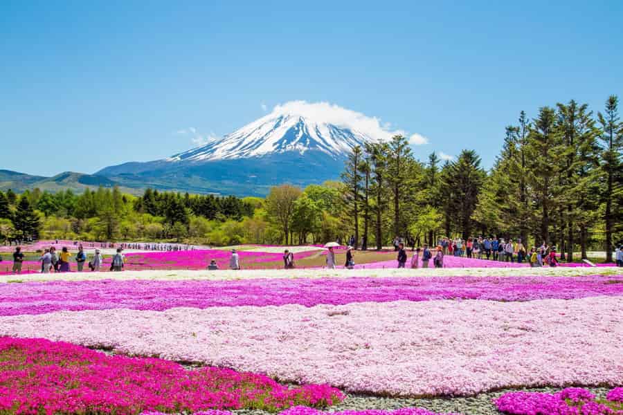Tokio: Tagestour zum Fuji, Shibazakura, Oishi Park, Arakurayama. Foto: GetYourGuide