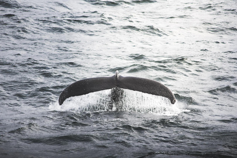 Whale Watching from Akureyri Cruise Port (Pickup included)