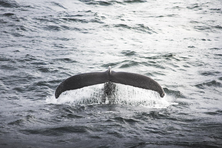 Whale Watching from Akureyri - Small Group Tour (Hjalteyri)