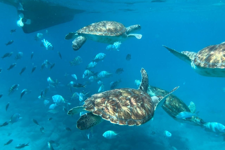 Privates Schnorchelerlebnis mit Meeresschildkröte für Kreuzfahrer