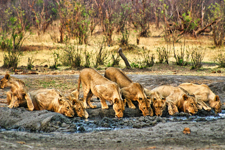 Safari à cavalier seul dans le parc national du Zambèze