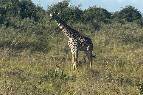 Nairobi National Park 5-Hour Game Drive Morning or Afternoon