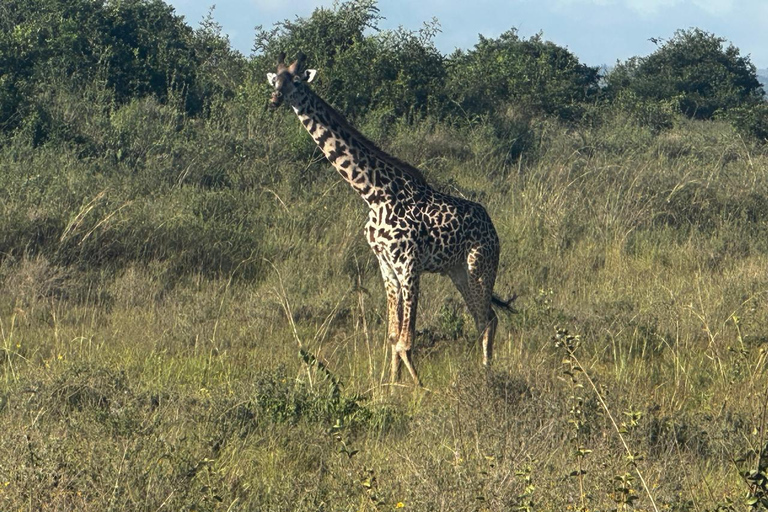 Nairobi National Park 5-Hour Game Drive Morning or Afternoon