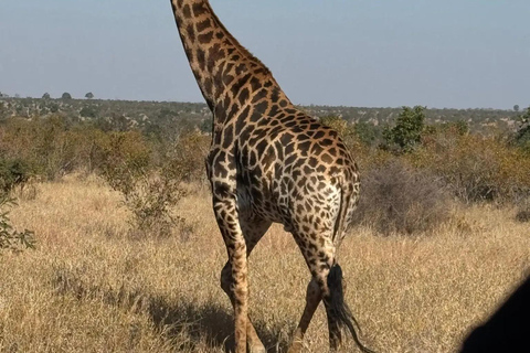 From Johannesburg: 2-Day Kruger National Park Safari