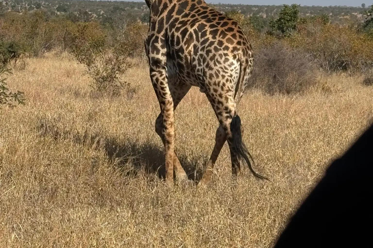 From Johannesburg: 2-Day Kruger National Park Safari