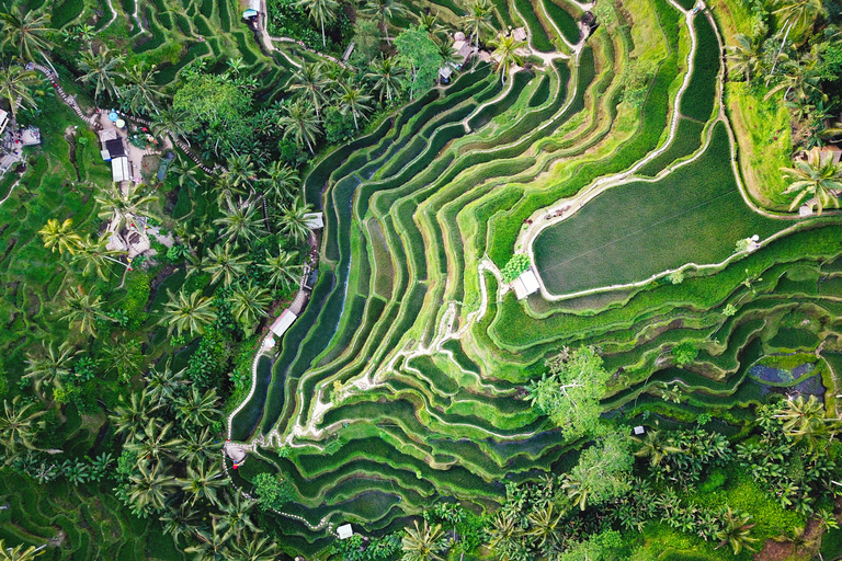 Excursão de dia inteiro a Ubud com carro particularPasseio em Ubud com taxa de entrada incluída