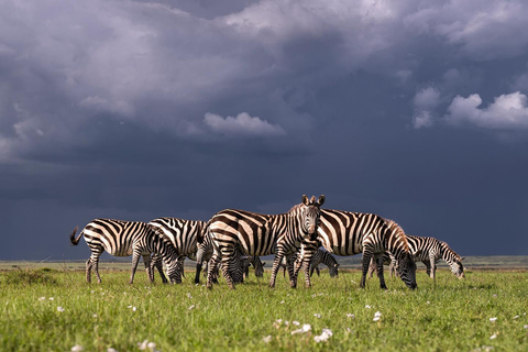 Nairobi: National Park Safari with Pickup and Game Drive