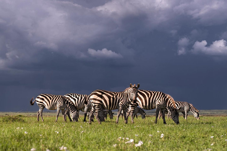 Nairobi: National Park Safari with Pickup and Game Drive