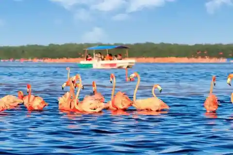 Excursion à Celestun, baignade, randonnée et tour en bateau