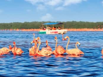 Excursión a Celestún, Natación, Senderismo y Paseo en barco