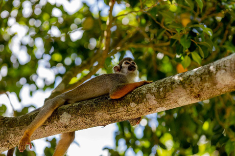 Monkeys & Cultural Plantation with Transport Monkey Adventure Without Transportation