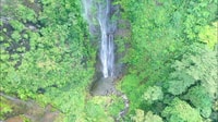 Hiking in the rainforest - Housity