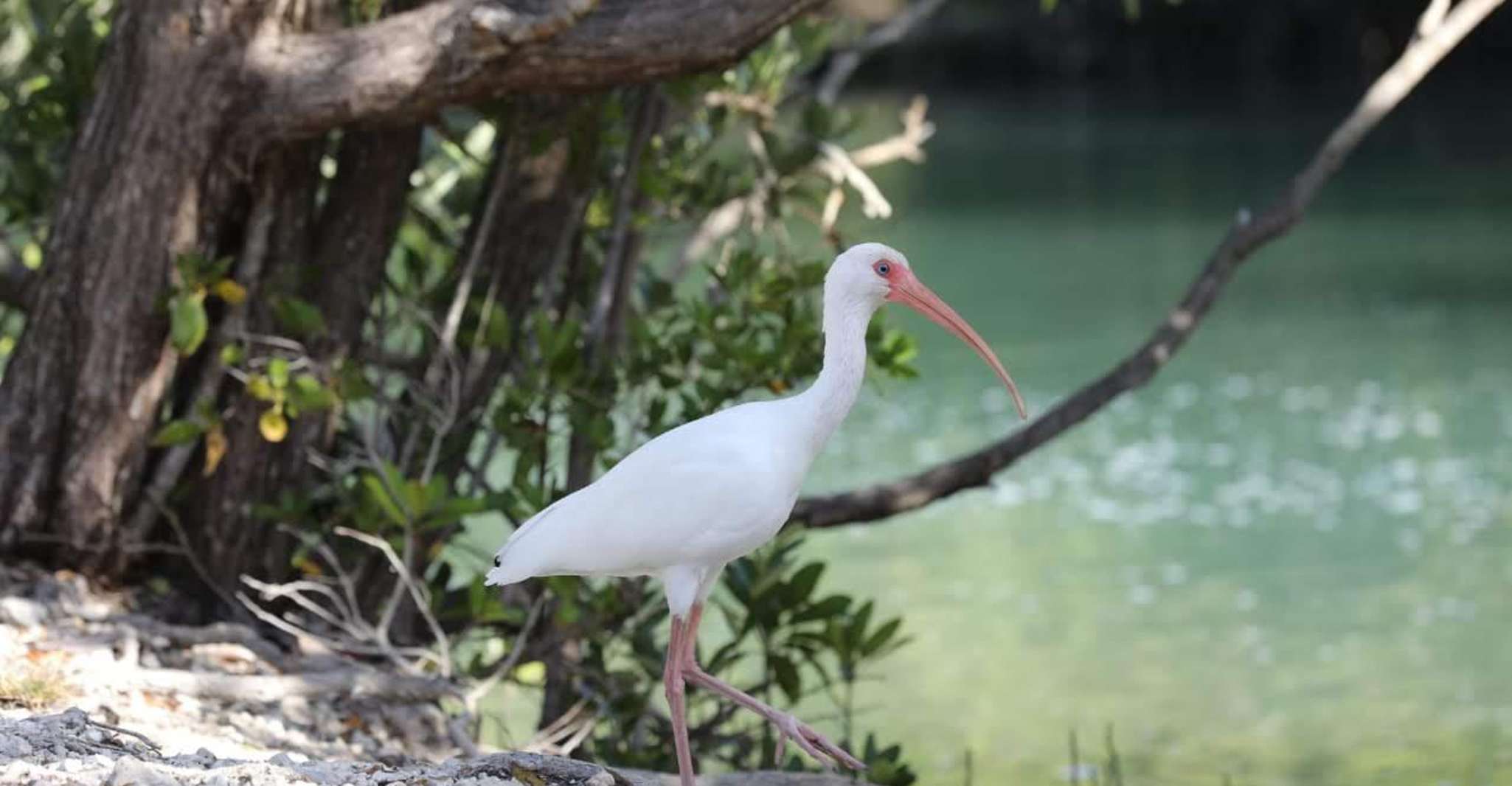 Miami: Biscayne Bay Ultimate Boat Tour with Kayak Experience photo 12