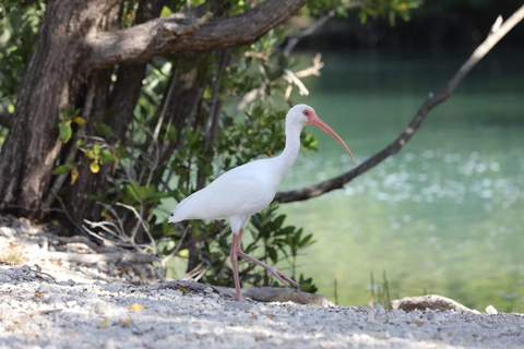 Miami: Biscayne Bay Ultimate Boat Tour with Kayak Experience