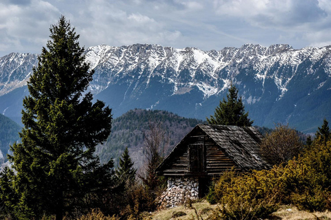From Brașov: Bear Sanctuary with Ticket & Private Transport Brașov: Bear Sanctuary without Ticket & Private Transport