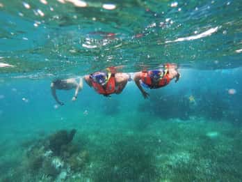 Puerto Morelos: Snorkel tour in reef with transportation