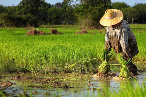 Chiang Mai: Jungle Trek, Elephants care & Bamboo Rafting