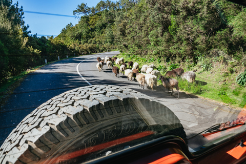 Madeira: Halbtägige Jeep-Tour am Pico do Arieiro