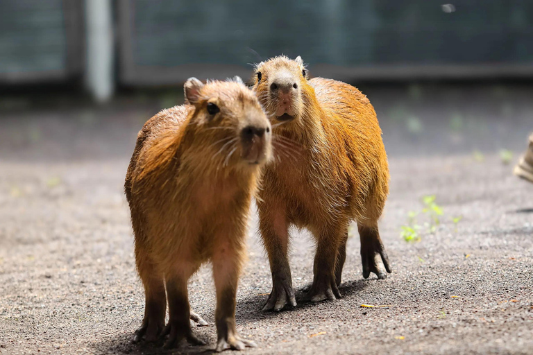 Bali Zoo: Capybara Brunch & Observation Experience Capybara Brunch Experience with Transfer