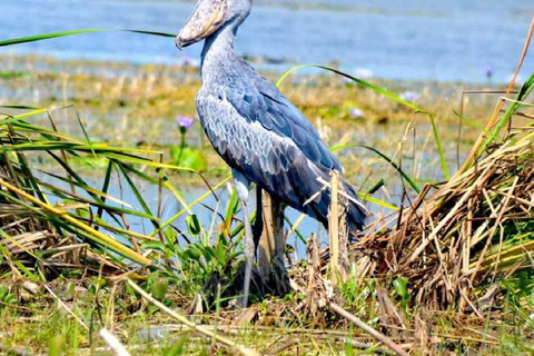 Entebbe: Mabamba Shoebill Birding Tour and Coffee Experience