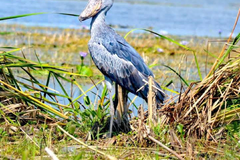 Entebbe: Mabamba Shoebill Birding Tour and Coffee Experience