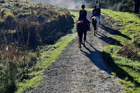 Auckland: Honey Center, Horse Riding & Sheep World Tour