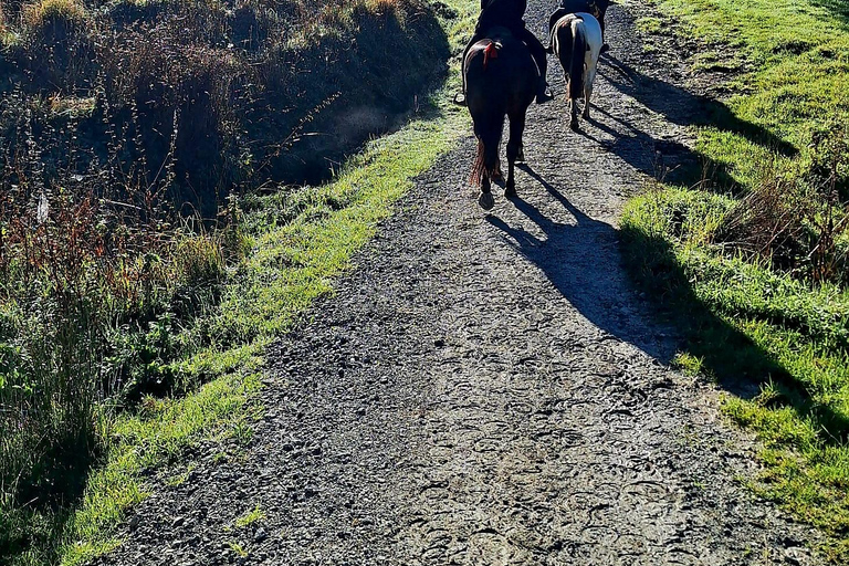Auckland: Honey Center, Horse Riding & Sheep World Tour