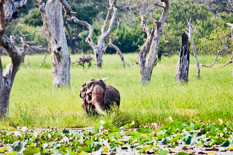 Minneriya National Park: Private 4X4 Safari From Trincomale