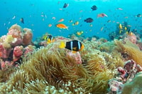Zanzibar, Full-Day Safaris Blue Fumba con pranzo (B.B.Q) - Hizvo
