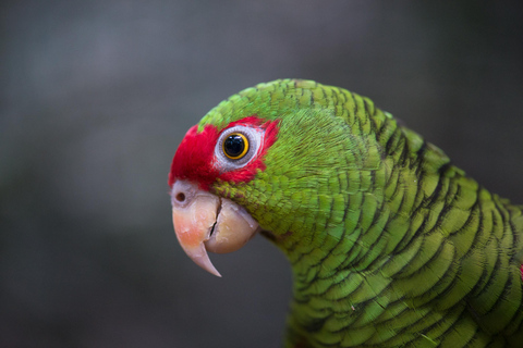 شلالات إجواسو الجانب البرازيلي، وحديقة الطيور وجولة بطائرة هليكوبترمن فوز دو إيغواسو