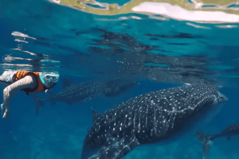 Oslob: Whale Sharks, Tumalog Falls & Sumilon Trio Adventure