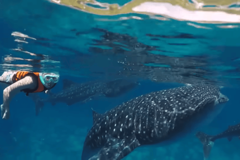Oslob: Whale Sharks, Tumalog Falls & Sumilon Trio Adventure