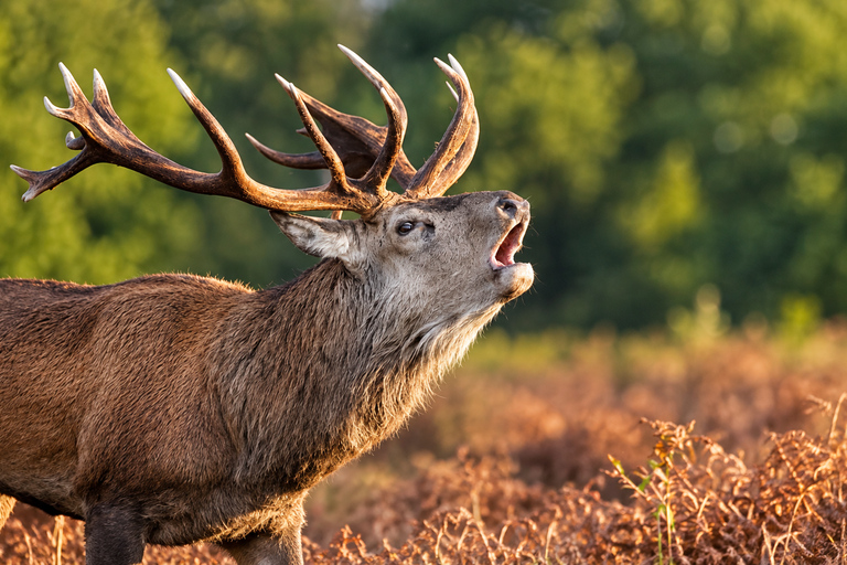 Interlaken: Red Deer Rut Tour with Sunset Fondue