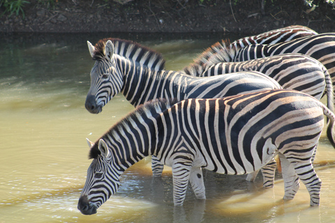 5-dniowa wycieczka all inclusive Kruger &amp; Pano Tour z JHB w połowie sezonu