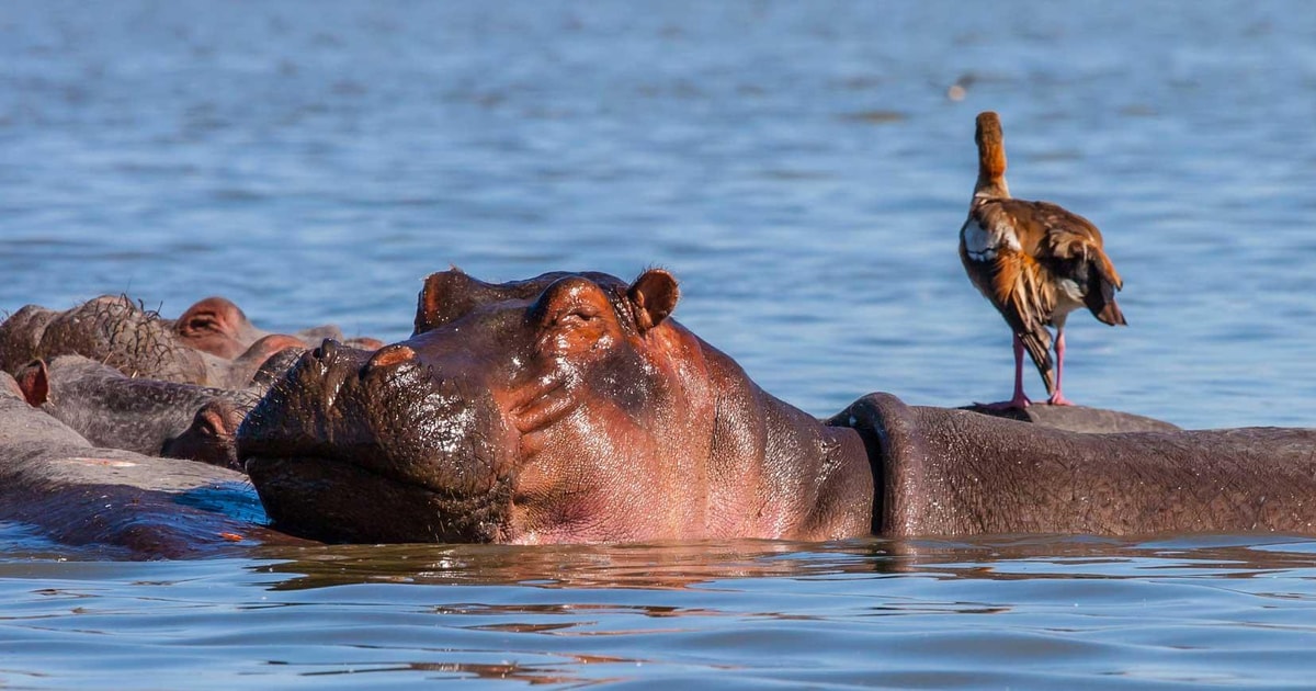 2 dages grupperejse til Amboseli Nationalpark man ons lør GetYourGuide