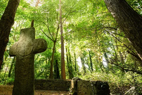 Wexford: Erkunde ein uraltes Waldgebiet mit einer irischen Hexe