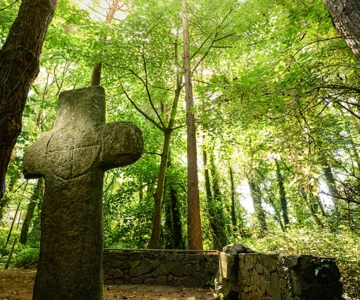Wexford: Odkryj starożytny las z irlandzką czarownicą