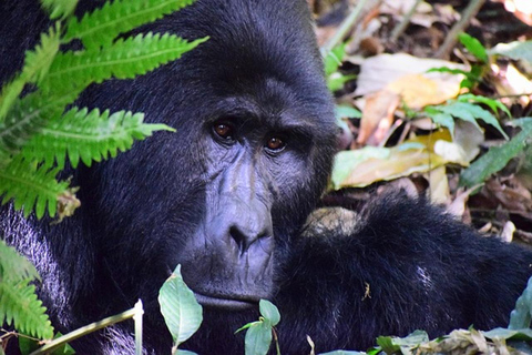 Uganda: 5-Days Bwindi, Lake Bunyonyi & Queen Elizabeth Tour