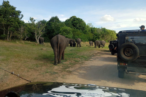 Minneriya : Safari matinal en jeep avec prise en charge à l&#039;hôtel