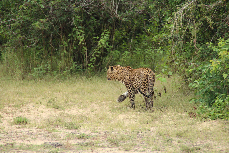 Anuradhapura: Wilpattu National Park Jeep Safari with Meals Excluding Entry Tickets