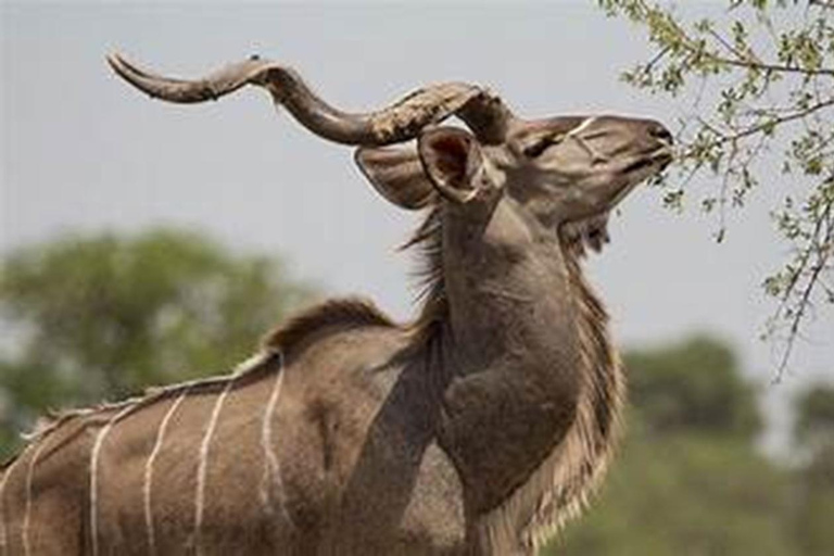 Gaborone: Stadtführung, Pirschfahrt und Bootstour