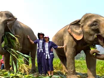 Aus Chiang Mai: Chiang Mai Elefantenpflege Morgenprogramm