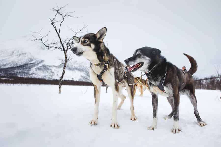 Tromsø: Husky-Schlittenfahrt mit Suppe & Transfers. Foto: GetYourGuide