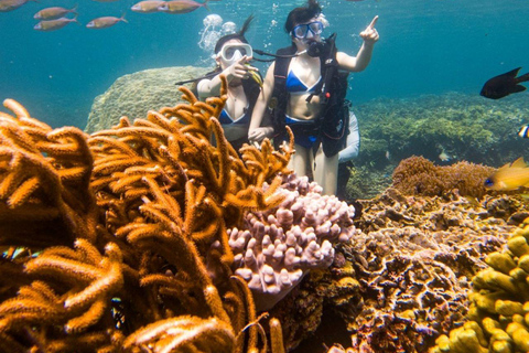 Da Nang/Hoi An: Cham Islands Snorkeling or Scuba Diving Diving in Cham Islands with an instructor