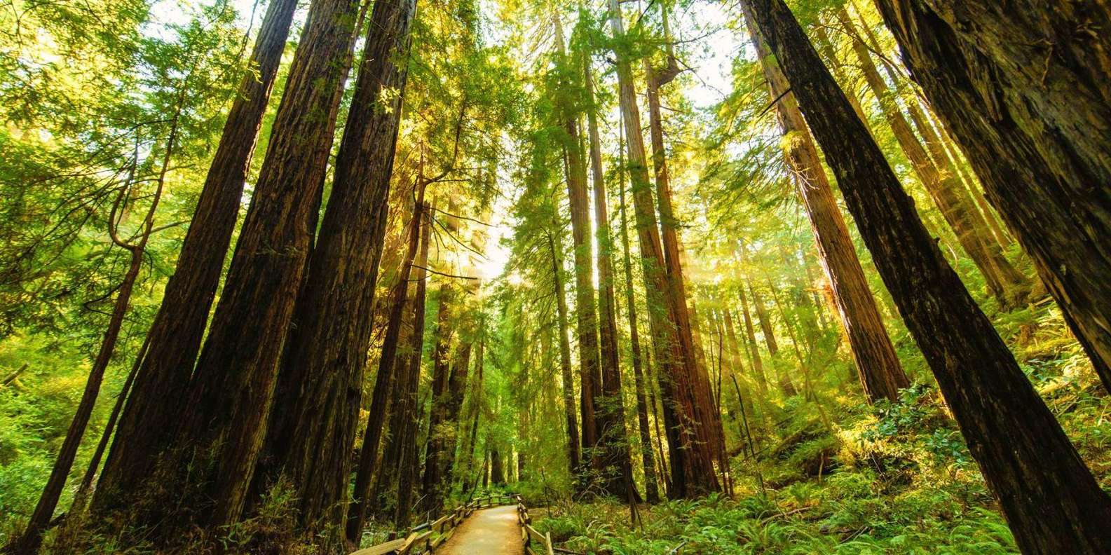 San Francisco: Alcatraz + City Tour, Muir Woods & Sausalito - tour image